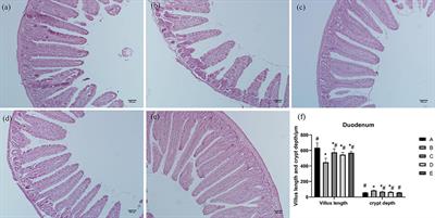 Effects of compound small peptides of Chinese medicine on intestinal immunity and cecal intestinal flora in CTX immunosuppressed mice